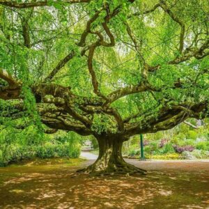 Workshop: Jouw Levensboom Schilderen